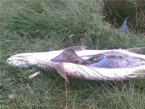 Atentie,imagini socante +18 - 94208246131581061846185245774n.jpg